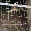 엘림동물병원 | 240824_복길이 입양 후기