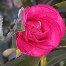 카니발의 아침 이미지