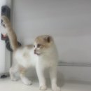꿀꿀호떡