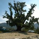 천연기념물 482호 봉안리 은행나무 만나다. 이미지
