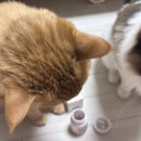 신장쇼핑몰3 | 고양이 신장 영양제 어떻게 고를까?