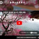 마산면사무소 | 구례 가볼만한곳 화엄사 홍매화와 들매화
