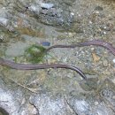 해비치나루 관광펜션 이미지