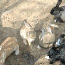 화산골산장 이미지