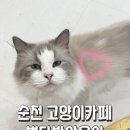 별다방야옹이 - 순천시 신대로 4 | 별다방야옹이