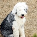 엄정마을회관 이미지