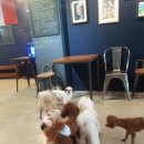 까네지노 이미지