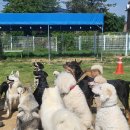 선산대로-29 이미지