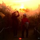 하늘공원 이미지