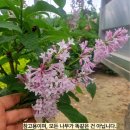 라일락 쇼핑하우
