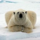 북극곰 이미지