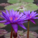 울트라 바이올렛 열대수련 (Ultra Violet Water Lily) 이미지