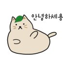 캣앤캣 고양이 병원 이미지