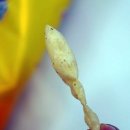 허니파마