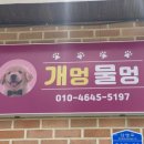 개멍물멍 이미지