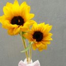해바라기,꽃바라기