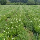 까치슈퍼 이미지