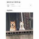 페이스영 주식회사 | 안냥하셉니카!!