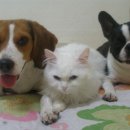 팔팔오락실 이미지