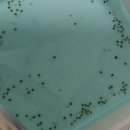 메다카린 이미지