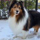 펫글뷰티 이미지