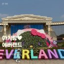 31개월 아기랑 에버랜드 로스트밸리 사파리월드 산리오