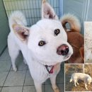 백구파출소 이미지