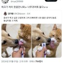 강아지랑 고양이 이미지