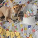 뭉치켄넬 이미지