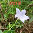 초롱꽃에 관해서...^^ 이미지