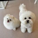 몽글멍글 이미지