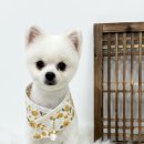 몽몽하개 이미지