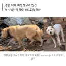 다리 없는 개 사체에 토치” 인천 개농장 끔찍한 실태 이미지
