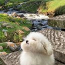 복슬 강아지 이미지