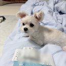 최재호 한방동물병원 | [강아지 허리디스크 침치료] 동물 한방병원 방문 후기