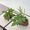 영천이플란트치과의원 이미지