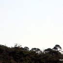 소나무풍경 이미지