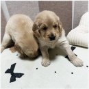 멍앤냥 강아지고양이 안양점 | 멍앤냥 강아지고양이 안양점에서 경험한 강아지 이물질 섭취 응급 상황 대처~