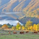 청정도래덕목장 이미지