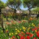 피나클랜드 이미지