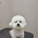 하울팟 케어클럽(분당서현점) 이미지