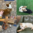 까미애견샵 | 포천 평강랜드 테디베어소&amp;블랙노즈 양과 힐링하기 :: 서울 근교 나들이 마이애니멀스토리