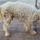 댕댕냥냥 이미지