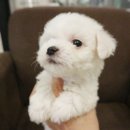 쓰담쓰담애견샵 이미지