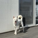 518 | 강원도 횡성 애견 독채 펜션 추천 중.대형견 가능한 ‘호숫길 펜션 구방리 518’ 바베큐 후기