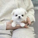 (주)펫펏 요미독강아지 동탄점 | [실시간분양] 인형같은 아기강아지 미니 말티즈분양