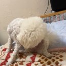 허브디톡스 | 올리라피 디톡스 허브 펫 샴푸 사용 후기 (피부에좋은 펫샴푸)