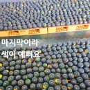 마지막친환경밤호박쎄일합니다 이미지