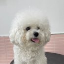 입댕로랑 이미지