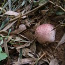 하얀버섯 이미지